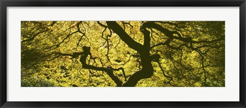 Framed View Of Tree Branches, Portland Japanese Garden Print