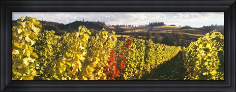 Framed View Of Zenith Vineyard, Amity, Oregon Print
