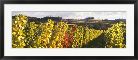 Framed View Of Zenith Vineyard, Amity, Oregon Print