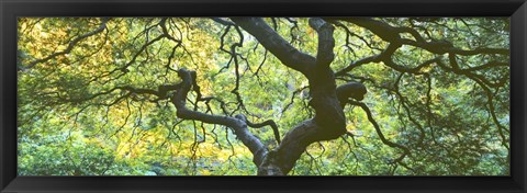 Framed Close Up Of Japanese Maple Branches, Portland Japanese Garden Print