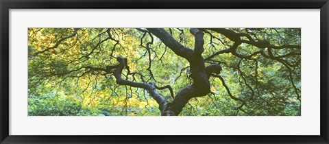 Framed Close Up Of Japanese Maple Branches, Portland Japanese Garden Print