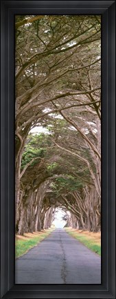 Framed View Of Monterey Cypresses Above Road, Point Reyes National Seashore, California Print