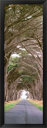 Framed View Of Monterey Cypresses Above Road, Point Reyes National Seashore, California Print