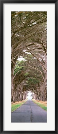 Framed View Of Monterey Cypresses Above Road, Point Reyes National Seashore, California Print