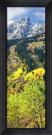 Framed View Of Trees At Bottom Of Mountain, Aspen Print
