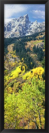 Framed View Of Trees At Bottom Of Mountain, Aspen Print