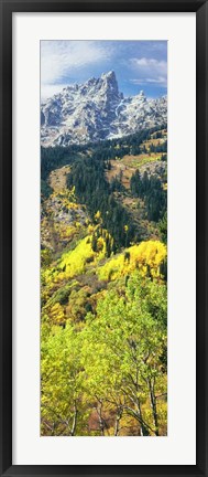 Framed View Of Trees At Bottom Of Mountain, Aspen Print