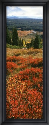 Framed View Of Huckleberries Bushes On Hilly Terrain, Rockchuck Peak, Grand Teton National Park, Wyoming Print