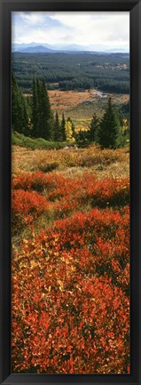 Framed View Of Huckleberries Bushes On Hilly Terrain, Rockchuck Peak, Grand Teton National Park, Wyoming Print