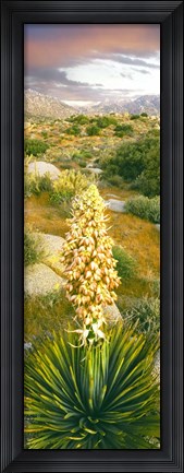 Framed Close Up Of Spanish Bayonet Print