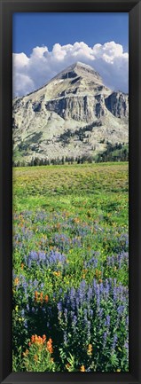 Framed Lupine And Indian Paintbrush Flowers At Bottom Of Fossil Mountain, Wyoming Print