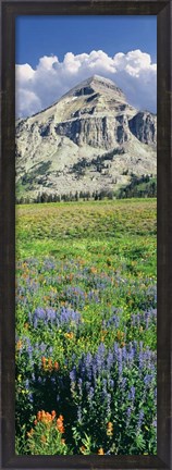 Framed Lupine And Indian Paintbrush Flowers At Bottom Of Fossil Mountain, Wyoming Print