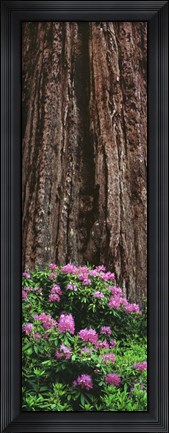 Framed Blooming Rhododendron Below Giant Redwood, Trinidad, California Print
