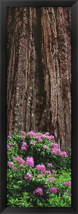 Framed Blooming Rhododendron Below Giant Redwood, Trinidad, California Print