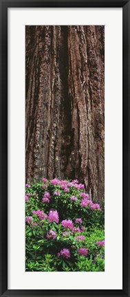 Framed Blooming Rhododendron Below Giant Redwood, Trinidad, California Print