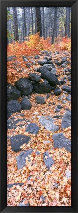 Framed Fallen Maple Leaves In Forest In Autumn, Oak Creek Canyon, Arizona Print