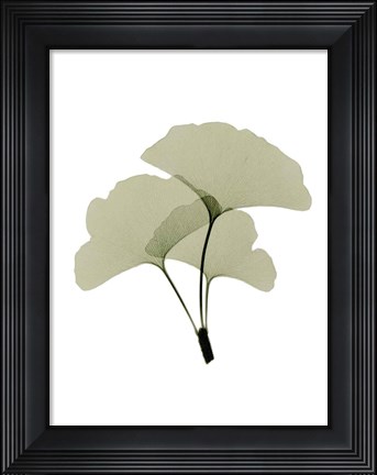 Framed Ginko I Print