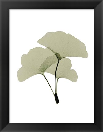 Framed Ginko I Print