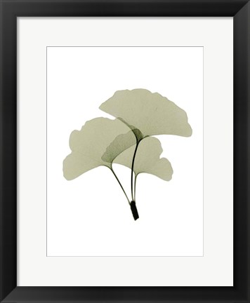 Framed Ginko I Print