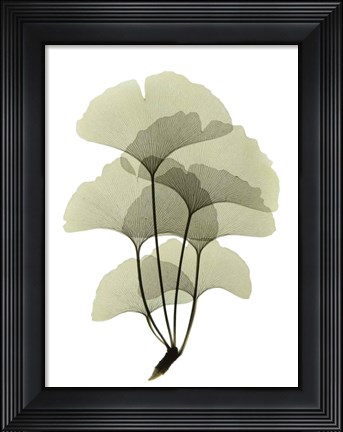 Framed Ginko II Print