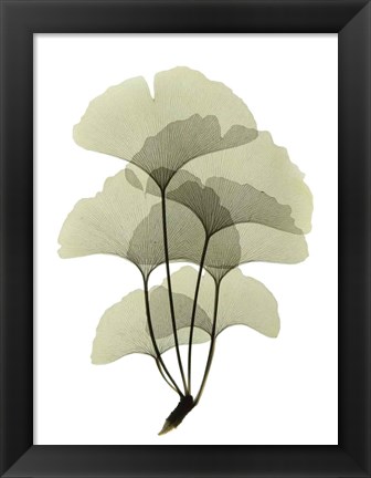 Framed Ginko II Print