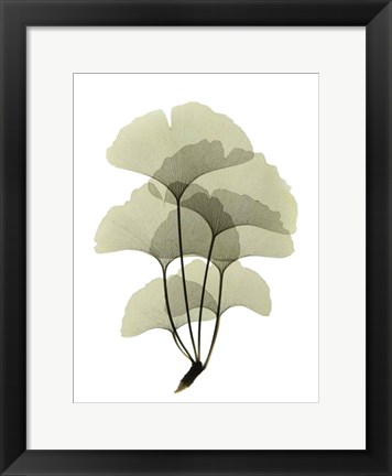 Framed Ginko II Print