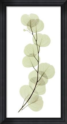Framed Eucalyptus Print