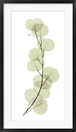 Framed Eucalyptus Print