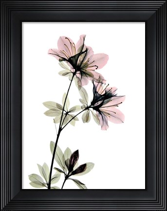 Framed Azalea Print