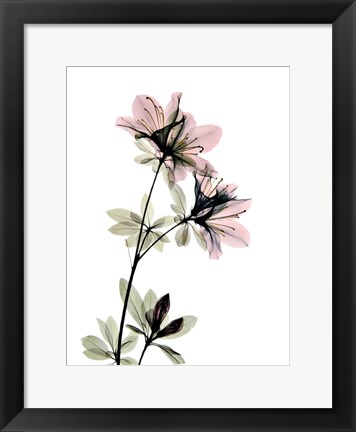 Framed Azalea Print