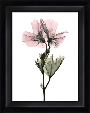 Framed Geranium Print