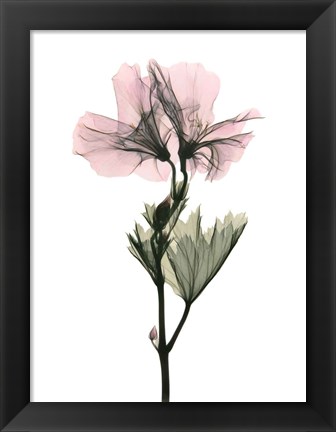 Framed Geranium Print