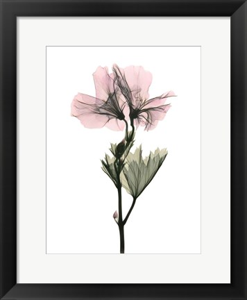 Framed Geranium Print