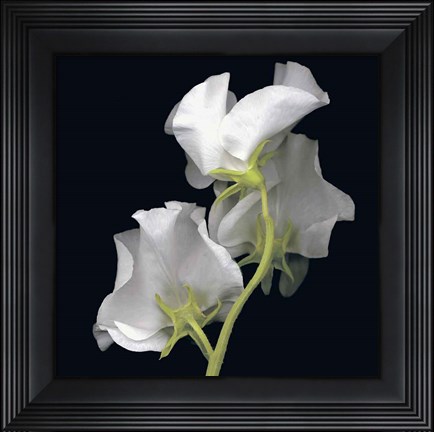 Framed Sweet Pea Print