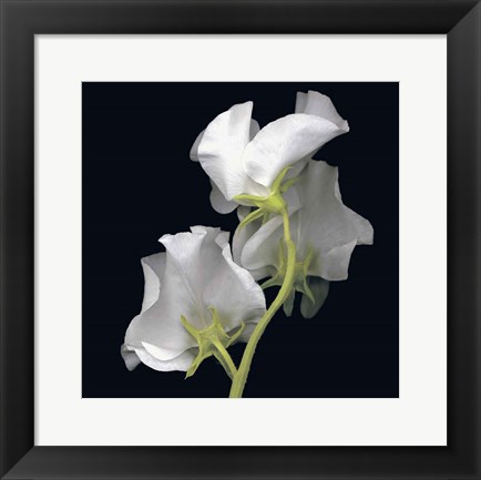 Framed Sweet Pea Print