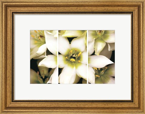 Framed Star of Bethlehem Triptych Print