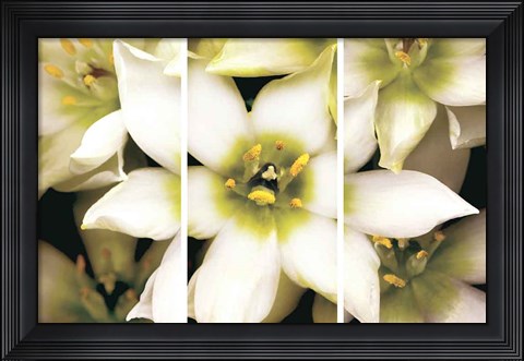 Framed Star of Bethlehem Triptych Print