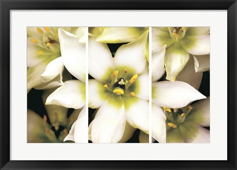 Framed Star of Bethlehem Triptych Print