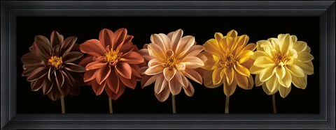 Framed Floral Salute Print