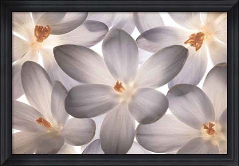 Framed Petal Perfect Print