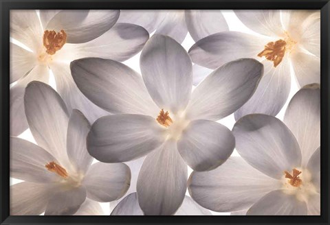 Framed Petal Perfect Print