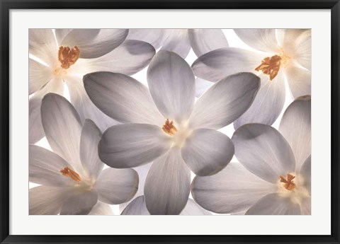 Framed Petal Perfect Print