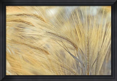 Framed Foxtail Print