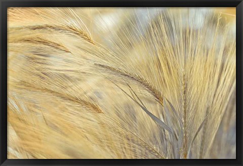 Framed Foxtail Print