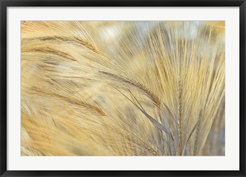 Framed Foxtail Print