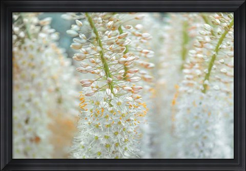 Framed Humbled Print
