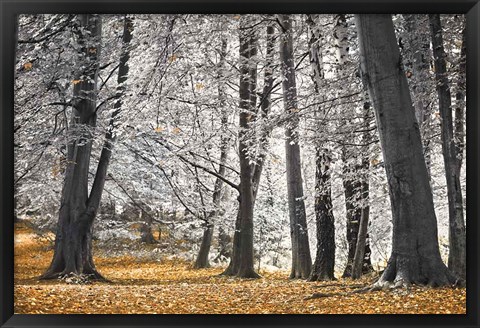 Framed Autumn Trees And Leaves Print