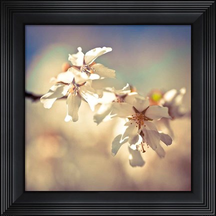 Framed Soft Bloom I Print