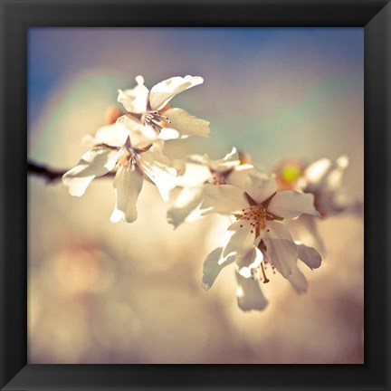 Framed Soft Bloom I Print