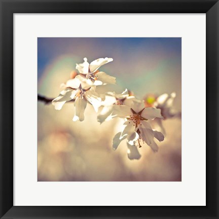 Framed Soft Bloom I Print